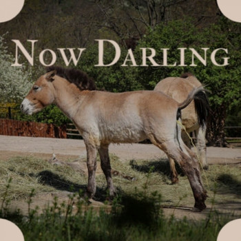Various Artist - Now Darling