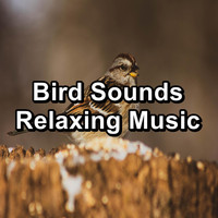 Yoga Flow - Bird Sounds Relaxing Music