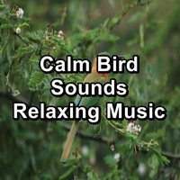 Sleep - Calm Bird Sounds Relaxing Music