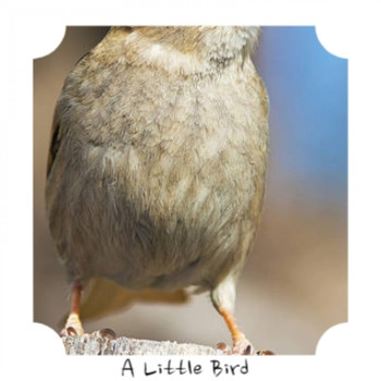 Various Artist - A Little Bird