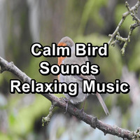 Yoga Flow - Calm Bird Sounds Relaxing Music