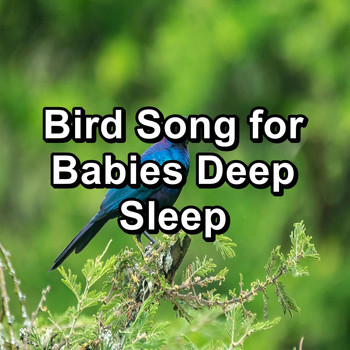 Sleep - Bird Song for Babies Deep Sleep