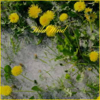 Various Artist - Wild Wind