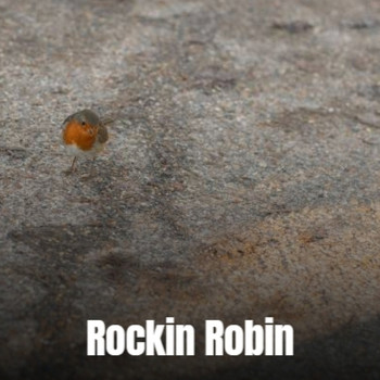 Various Artist - Rockin Robin