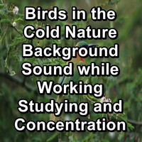 Singing Birds - Birds in the Cold Nature Background Sound while Working Studying and Concentration