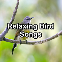 Spa & Spa - Relaxing Bird Songs