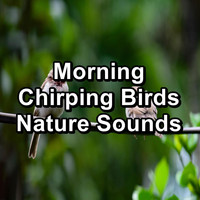 Nature Bird Sounds - Morning Chirping Birds Nature Sounds