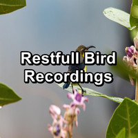 Relax Bird Sounds - Restfull Bird Recordings