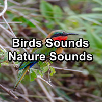 Singing Birds - Birds Sounds Nature Sounds