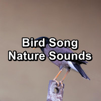 Nature - Bird Song Nature Sounds
