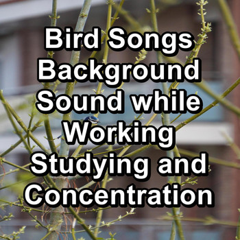Sleep - Bird Songs Background Sound while Working Studying and Concentration