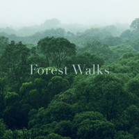 Forest Walks - Forest Meditation