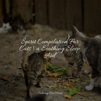 Music for Relaxing Cats, Pet Care Club, Jazz Music Therapy for Cats - Spirit Compilation For Cats | a Soothing Sleep Aid