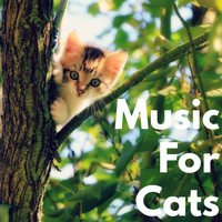 Music for Cats, Cat Music, Cats Music Zone - Music for Cats