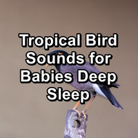 Sounds and Birds Song - Tropical Bird Sounds for Babies Deep Sleep
