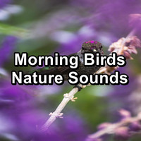 Bird Songs - Morning Birds Nature Sounds