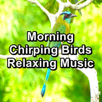 Yoga & Meditation - Morning Chirping Birds Relaxing Music