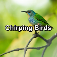 Sleep - Chirping Birds