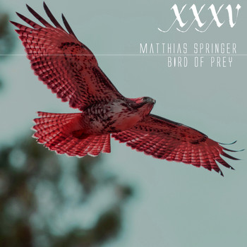 Matthias Springer - Bird of Prey