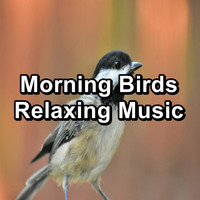 Bird Sounds 2016 - Morning Birds Relaxing Music