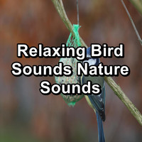 Bird Sound Collectors - Relaxing Bird Sounds Nature Sounds