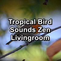 Sounds and Birds Song - Tropical Bird Sounds Zen Livingroom