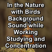 Animal and Bird Songs - In the Nature with Birds Background Sound while Working Studying and Concentration
