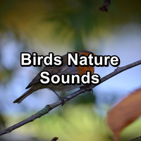 Birds - Birds Nature Sounds