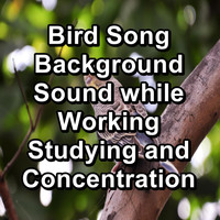 Singing Birds - Bird Song Background Sound while Working Studying and Concentration