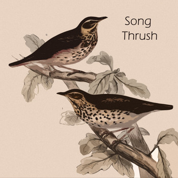 Jimmy Smith - Song Thrush