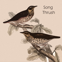 Benny Goodman and His Orchestra - Song Thrush