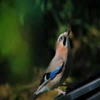 Alexander Gorya - Forest Birds (Nature)