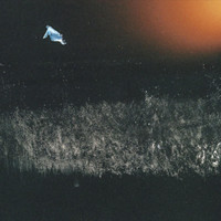 Martin Allin - What's My Action