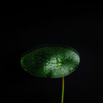 Silentwave - AMIDA