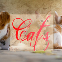 Music for Cats, Cat Music, Cats Music Zone - Cats
