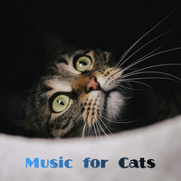 Music for Cats, Cat Music, Cats Music Zone - Music for Cats
