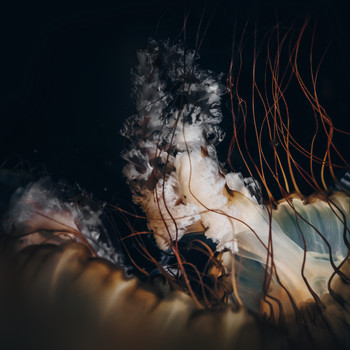 Hannes Kretzer - Dive