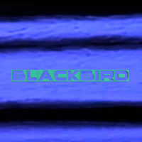 the loop - Blackbird