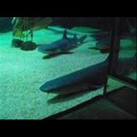 Speedy - Crank Dat Shark Attack - Single