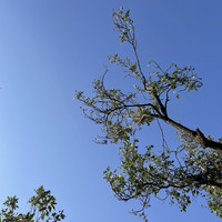 Melodiesinfonie - have a good day