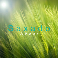 Saxado - Wheat