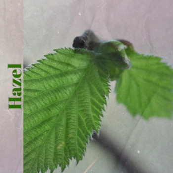Various Artist - Hazel