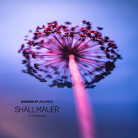 Sequence Of life Cycle - Shallmauer