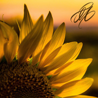 Marina McPeak - Sunflowers and Sunsets