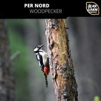Per Nord - Woodpecker