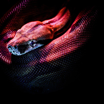 King Kobra - Venom (Explicit)