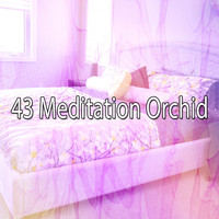 Sleep Baby Sleep - 43 Meditation Orchid