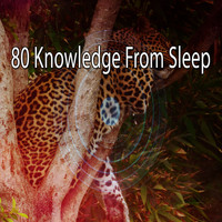 Sleep Baby Sleep - 80 Knowledge from Sleep