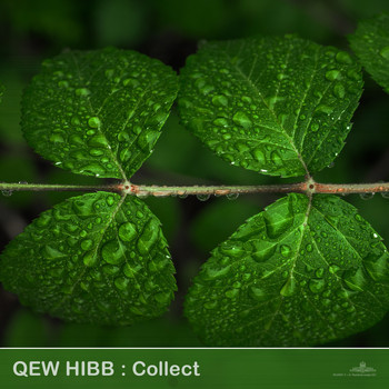Qew Hibb - Collect