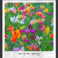 CMJ - spring has sprung